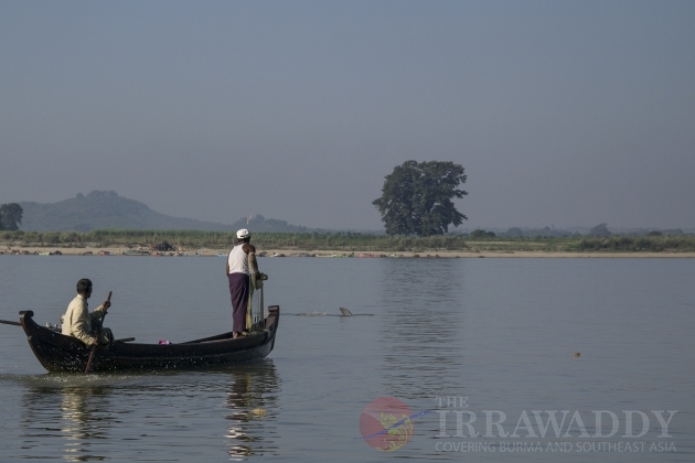 irrawaddy Dolphin