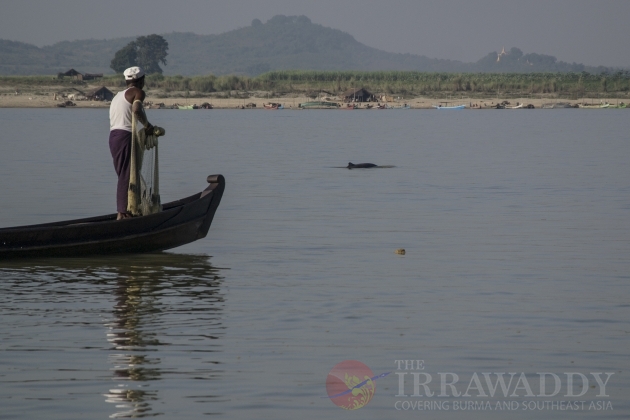 irrawaddy Dolphin