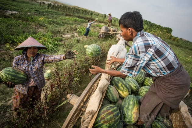Life in the Irrawaddy River