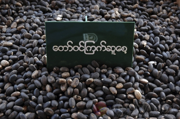 The Jatropha seeds as known as Kyet Su in Burma.