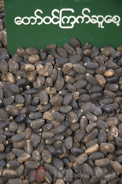 The Jatropha seeds as known as Kyet Su in Burma.