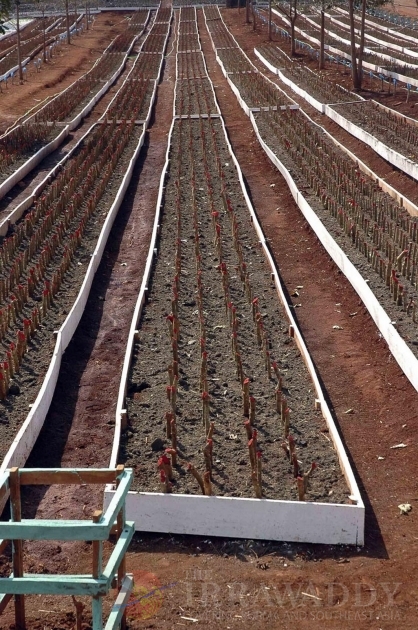 The Jatropha seeds as known as Kyet Su in Burma. The Jatropha seeds as known as Kyet Su in Burma.