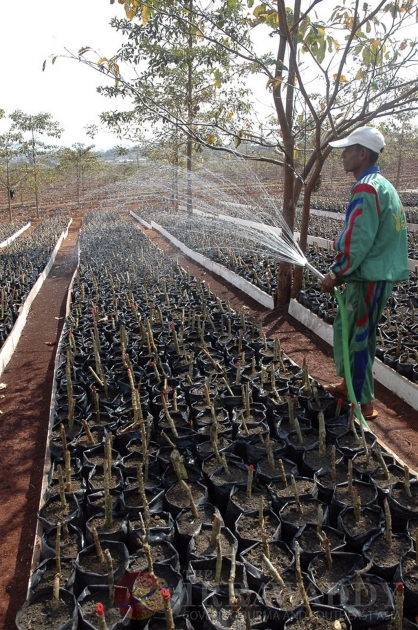 The Jatropha seeds as known as Kyet Su in Burma. The Jatropha seeds as known as Kyet Su in Burma.
