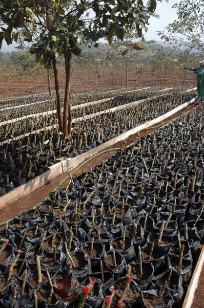 The Jatropha seeds as known as Kyet Su in Burma.