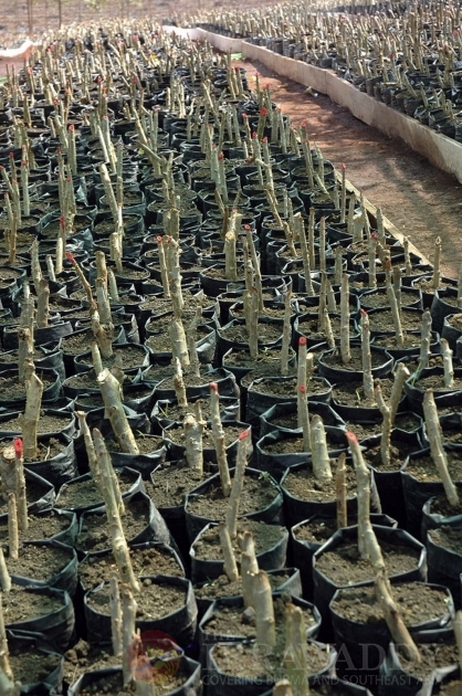 The Jatropha seeds as known as Kyet Su in Burma.