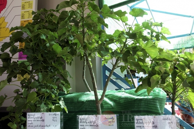 The Jatropha seeds as known as Kyet Su in Burma. The Jatropha seeds as known as Kyet Su in Burma.