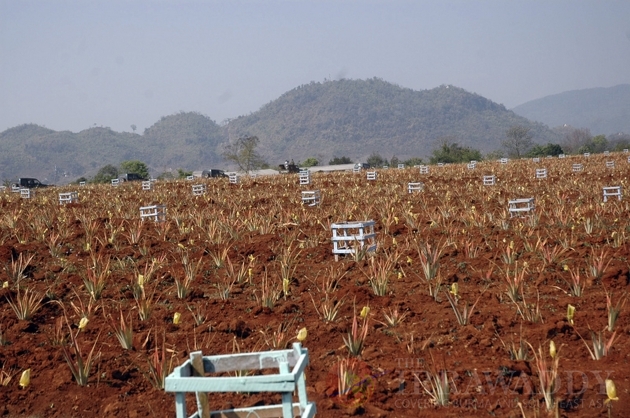 The Jatropha seeds as known as Kyet Su in Burma.
