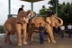 09-08-11 Mahouts train Myanmar's white elephants at Naypyidaw Zoo