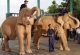 Two white elephants being trained at the Nyapyidaw zoo.