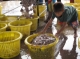 A Burmese boy move the fish bucket at the fish factory in Ranong, southern Thailand.