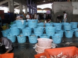 Burmese workers are working at the fish factory in Ranong,  Southern Thailand.