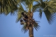 A Toddy-palm tree climber tapping toddy-palm sap. (Photo - teza hlaing / The Irrawaddy)