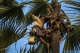 A toddy-palm tree climber climbing a toddy-palm tree. (Photo - teza hlaing/ The Irrawaddy)