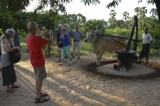 Foreign travelers observing ox-driven oil-press. (Photo - teza hlaing / The Irrawaddy)