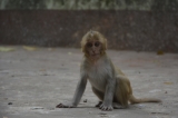 A baby monkey, Monkeys are the symbol of Popa pedestal hill. (Photo - teza hlaing / The Irrawaddy)