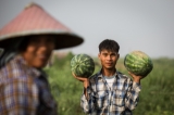 Villagers around Shwe Kyet Yet Pagoda on Irrawaddy River bank rely on Irrawaddy River to make their living by cutting wood and growing watermelons. People drying wood on Irrawaddy River bank. (Photos: Thaw Hein Htet/The Irrawaddy)
