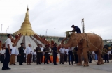 21-10-10 Mahouts train Myanmar's fifth white elephant during a lavish welcome ceremony for the rare elephant at Uppatasanti Pagoda in Naypyitaw, Burma.