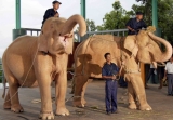 09-08-11 Mahouts train white elephants at the Naypyidaw zoo