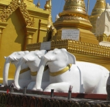 Three statues of white elephants locate at the world famous Shwedagon pagoda in Rangoon, Burma.