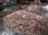 Fish factory in Ranong, Thailand.