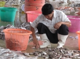 A Burmese worker put fishes in the bucket at the fish factory in Ranong, Burma.