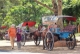 01-09-12 - Photo Jpaing Tourists stroll past traditional horse and buggy transport in burma