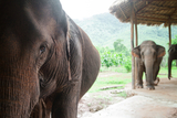 With ages from 5 to 65, most elephants at Green Hill Valley are retired loggers and need special medical care