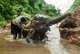 Ko Chit toots his trunk in happiness while getting a bath from Pui and a mahout