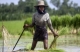Life of Irrawaddy Delta farmers