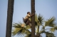 A toddy-palm tree climber climbing a toddy-palm tree. (Photo - teza hlaing/ The Irrawaddy)