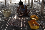 Cho Wai Than, 33, sorts out fishes and prawn her husband caught. (Photo: Tin Htet Paing / The Irrawaddy)