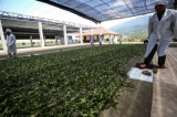 A tea processing plant on poppy substitution tea plantation. (Photo: J Paing/The Irrawaddy)