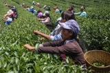 Wa women plucking tea leaves at poppy substitution tea plantation. (Photo: J Paing/The Irrawaddy)
