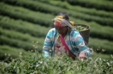 A Wa woman plucking tea leaves at poppy substitution tea plantation. (Photo: J Paing/The Irrawaddy)
