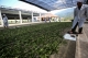 A tea processing plant on poppy substitution tea plantation. (Photo: J Paing/The Irrawaddy)
