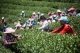 Wa women plucking tea leaves at poppy substitution tea plantation. (Photo: J Paing/The Irrawaddy)