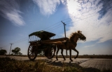 Tin Win has driven a horse-drawn cart through the streets of Kyauktan for the past 35 years,Rangon,Kyauktan, January 19. Photo: Pyay Kyaw / The Irrawaddy