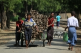 Muslim villagers carry their firewood cart  in ALalThanKyaw village,Maungdaw on Oct 16, 2016.