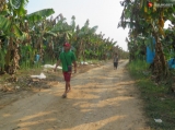 Tissue-banana plantation in Kachin State's Lamyang Township in March 2019.   Photo - Nan Lwin/ Irrawaddy