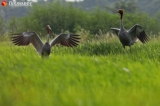 The Sarus Crane of the Irrawaddy Delta  With their breeding season setting in, July is a busy month for Sarus cranes in Myanmar’s Irrawaddy Delta. The red-headed birds, which stand nearly 6 feet tall, are a common sight in Maubin, Eainme, Pantanaw and Kyaiklat, where they can be seen wading through water-filled paddy fields looking for hatching places. According to Wildlife Conservation Society Myanmar, the country’s Sarus crane population currently stands at over 600.   22.7.19  (Photo: Myo Min Soe / The Irrawaddy)