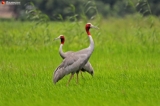 The Sarus Crane of the Irrawaddy Delta  With their breeding season setting in, July is a busy month for Sarus cranes in Myanmar’s Irrawaddy Delta. The red-headed birds, which stand nearly 6 feet tall, are a common sight in Maubin, Eainme, Pantanaw and Kyaiklat, where they can be seen wading through water-filled paddy fields looking for hatching places. According to Wildlife Conservation Society Myanmar, the country’s Sarus crane population currently stands at over 600.   22.7.19  (Photo: Myo Min Soe / The Irrawaddy)
