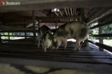 Pigs from Irrawaddy Division.  Photo - Htet Wai/ Irrawaddy